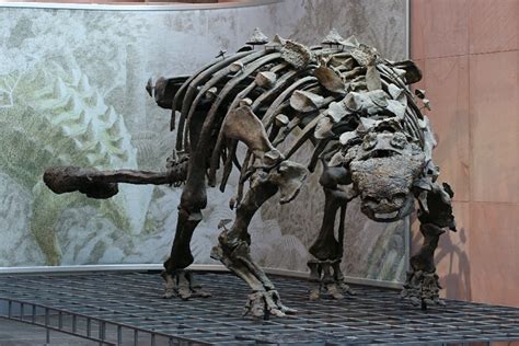 ankylosaurus fossils